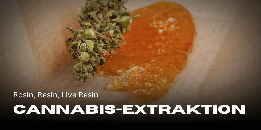 Cannabis-Extraktion: Rosin, Resin, Live Resin