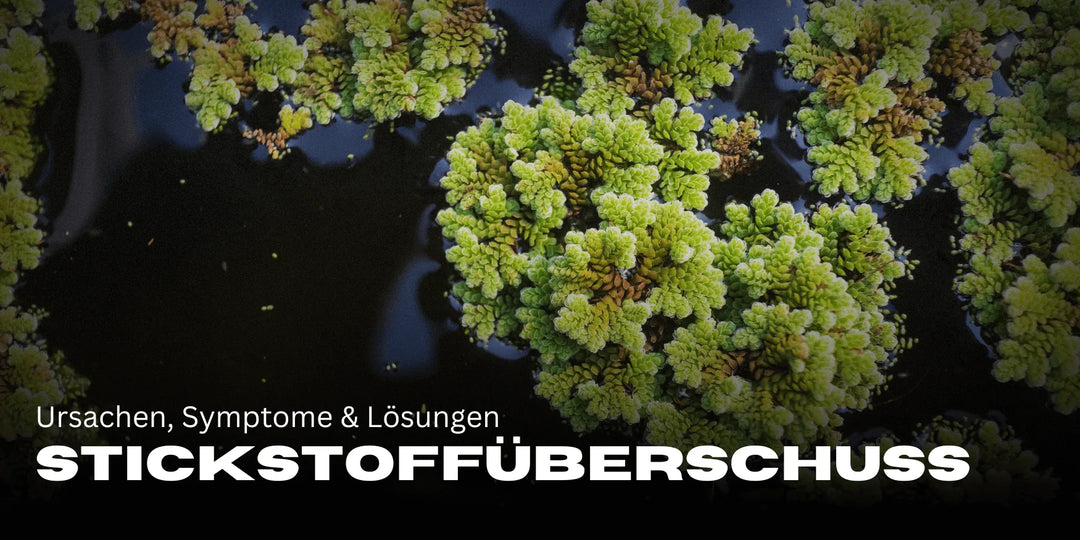 Stickstoffüberschuss bei Cannabis: Ursachen, Symptome & Lösungen