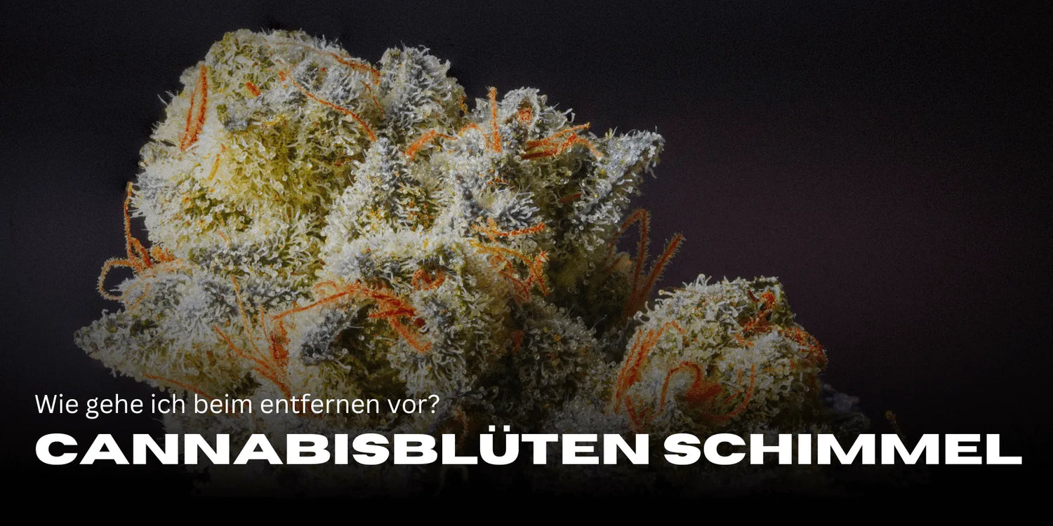 Cannabisblüten Schimmel entfernen: So gehst du vor ✅-Smagro GmbH