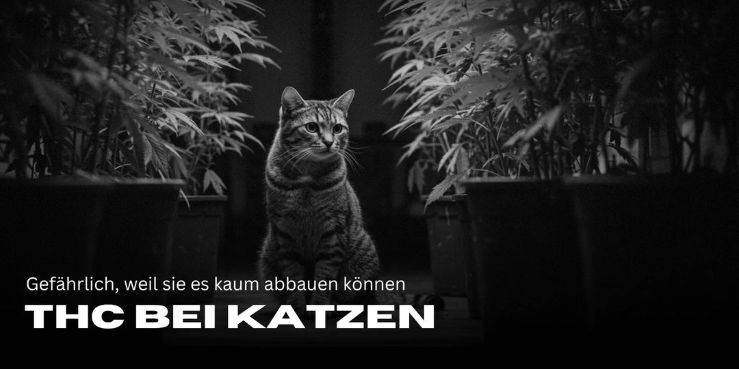 THC bei Katzen: Gefährlich, weil sie es kaum abbauen können