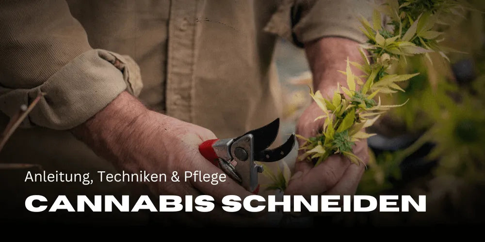 Cannabis schneiden: Anleitung, Techniken & Pflege