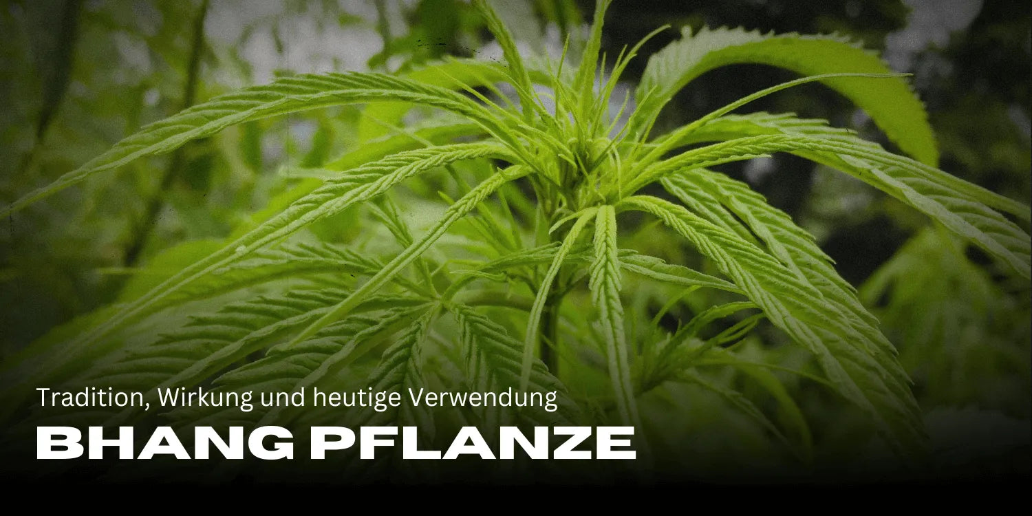 Bhang Pflanze: Tradition, Wirkung und heutige Verwendung