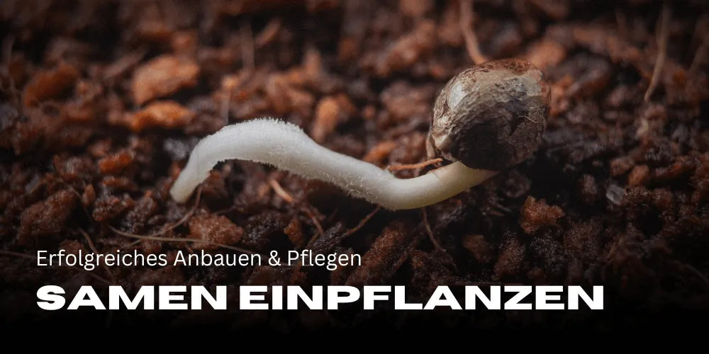 Cannabis Samen einpflanzen: erfolgreiches Anbauen und Pflegen
