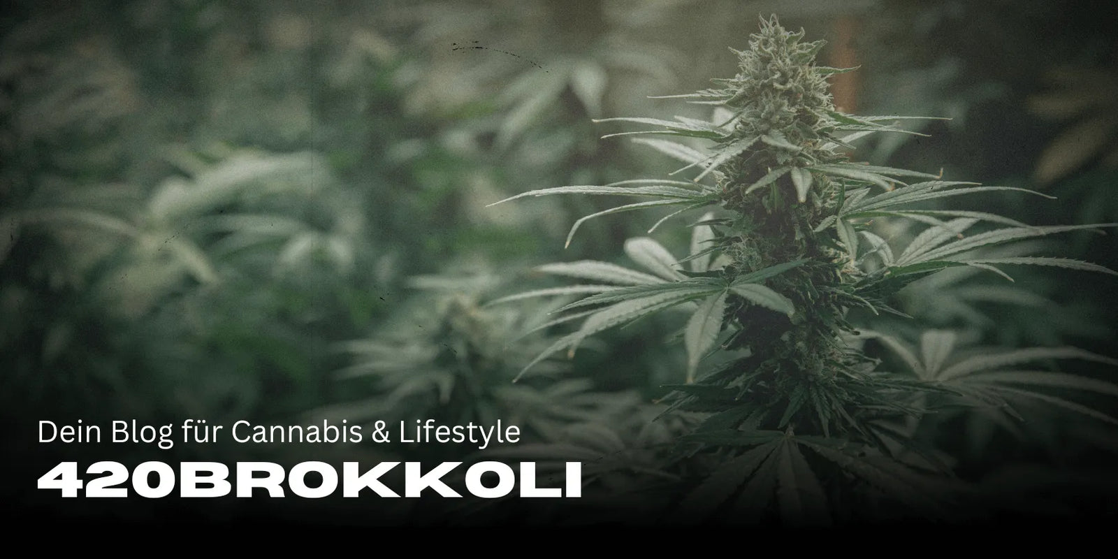 420Brokkoli – Dein Blog für Cannabis & Lifestyle 🌿-Smagro GmbH
