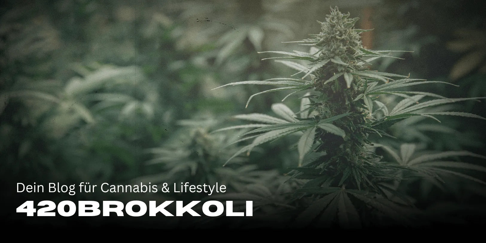 420Brokkoli – Dein Blog für Cannabis & Lifestyle 🌿-Smagro GmbH