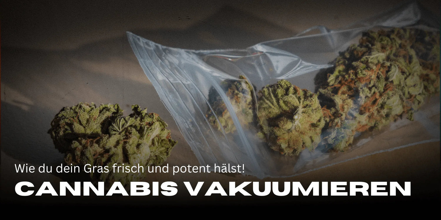 Cannabis Vakuumieren, Cannabis in einer Plastiktüte