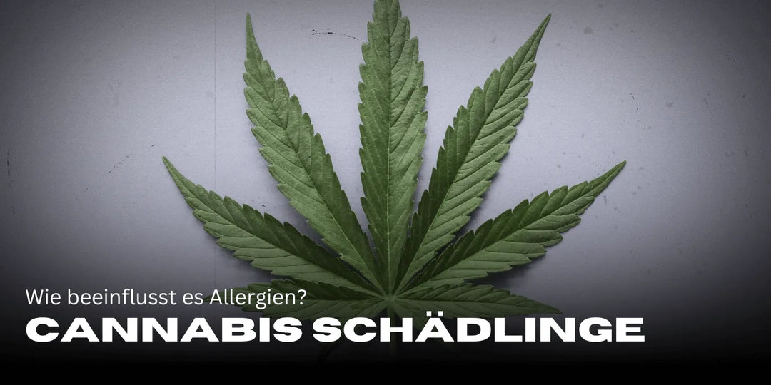 Cannabis und Histamin: Wie beeinflusst es Allergien?