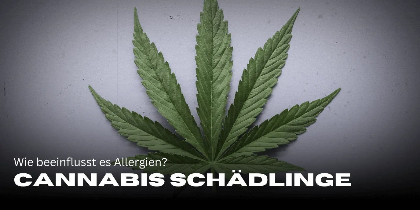 Cannabis und Histamin: Wie beeinflusst es Allergien?-Smagro GmbH
