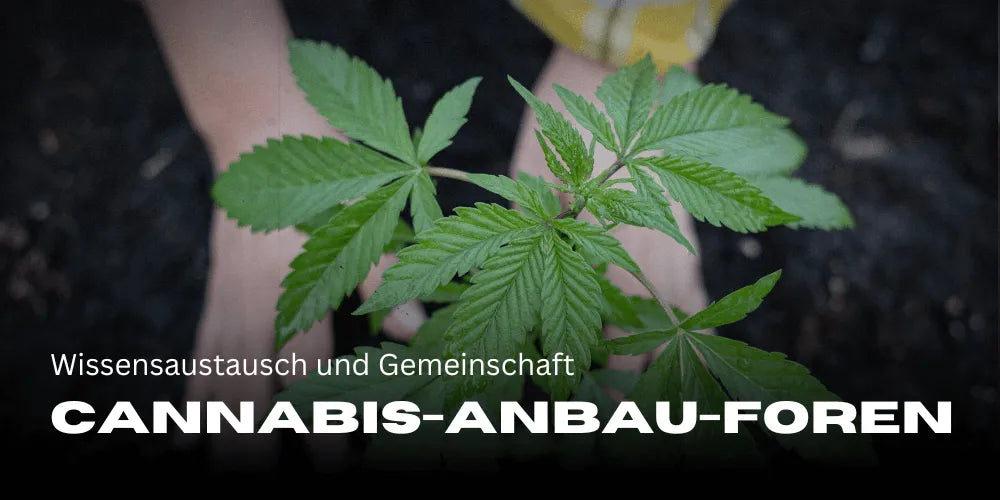 Cannabis-Anbau-Foren: Wissensaustausch und Gemeinschaft