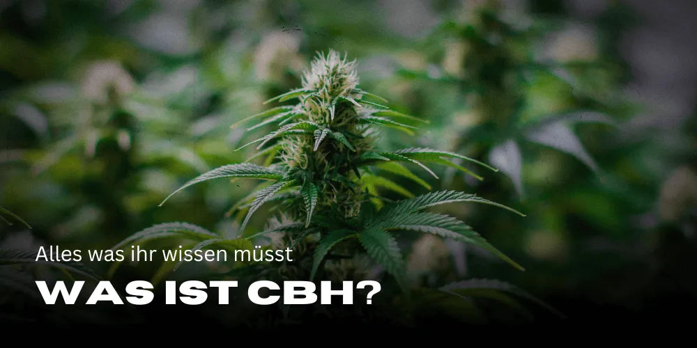 Was ist CBH?