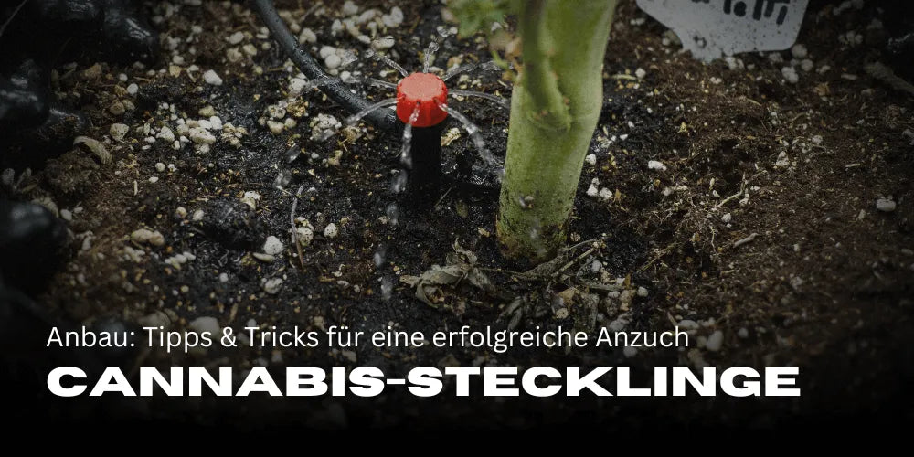 Anbau von Cannabis-Stecklingen: Tipps und Tricks für eine erfolgreiche Anzucht