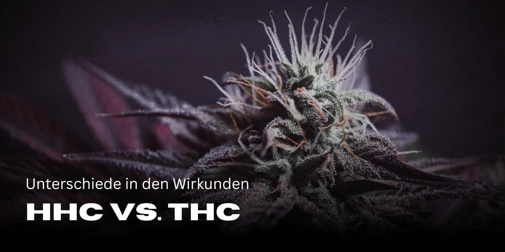 HHC vs. THC: Einblick in die Unterschiede und Auswirkungen