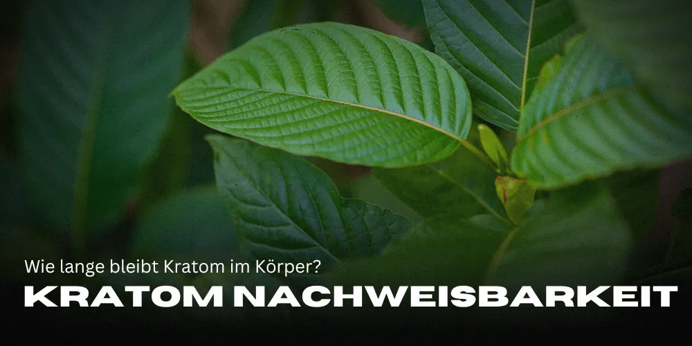 Kratom Nachweisbarkeit – Wie lange bleibt Kratom im Körper?