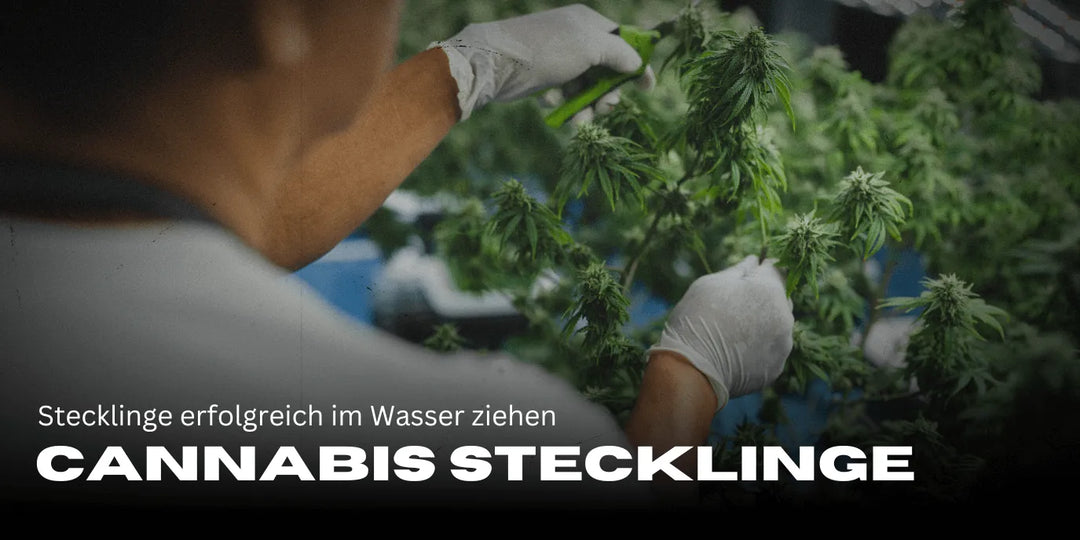 Stecklinge erfolgreich im Wasser ziehen: Schritt-für-Schritt Anleitung für gesunde Pflanzen