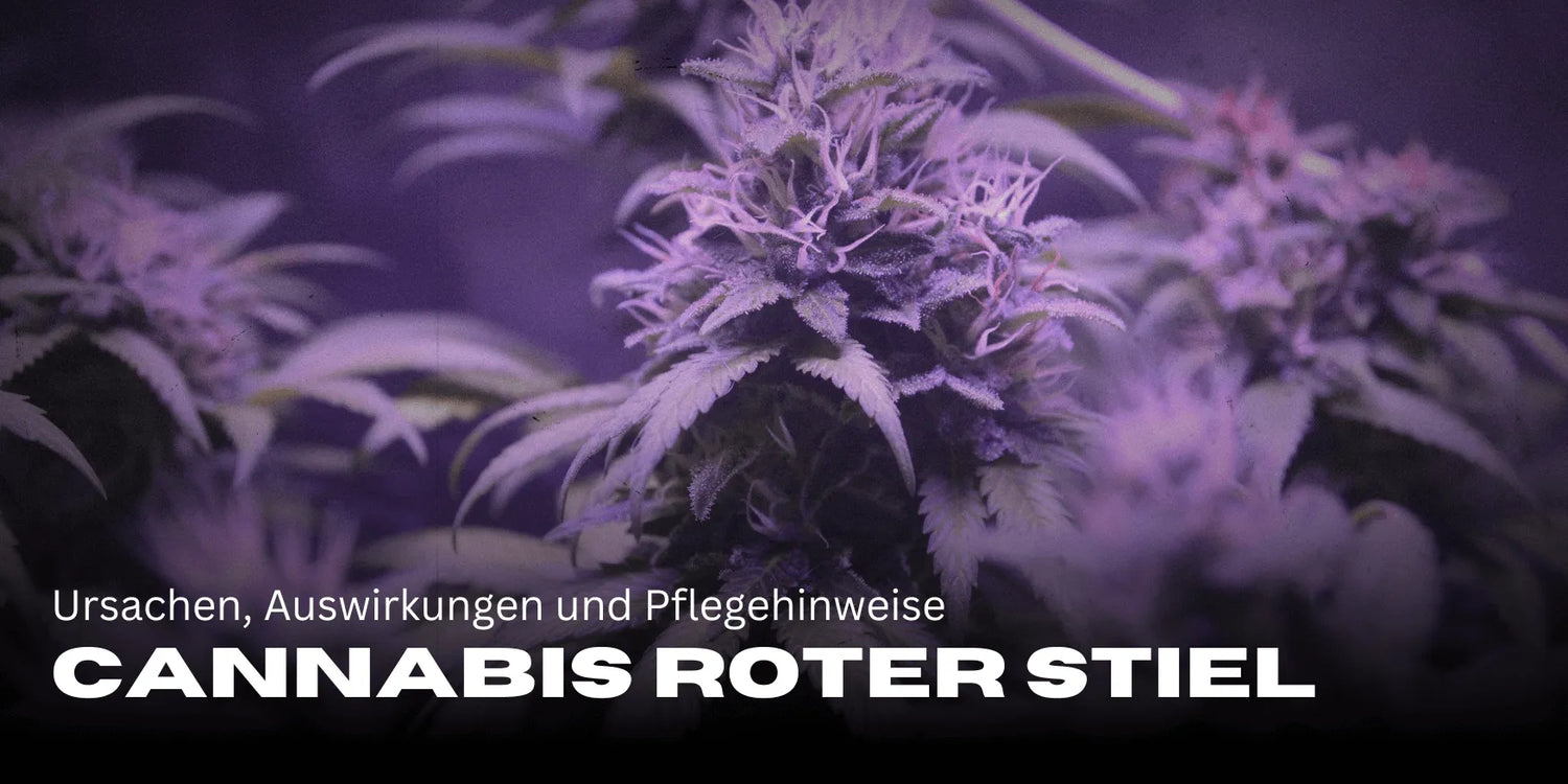Cannabis mit roten Stielen