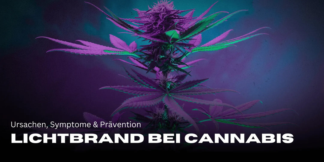 Lichtbrand bei Cannabis: Ursachen, Symptome & Prävention