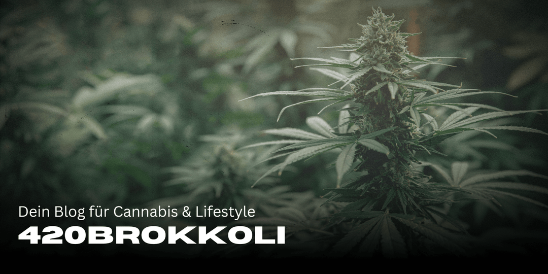 420Broccoli - Your blog for cannabis & lifestyle 🌿
