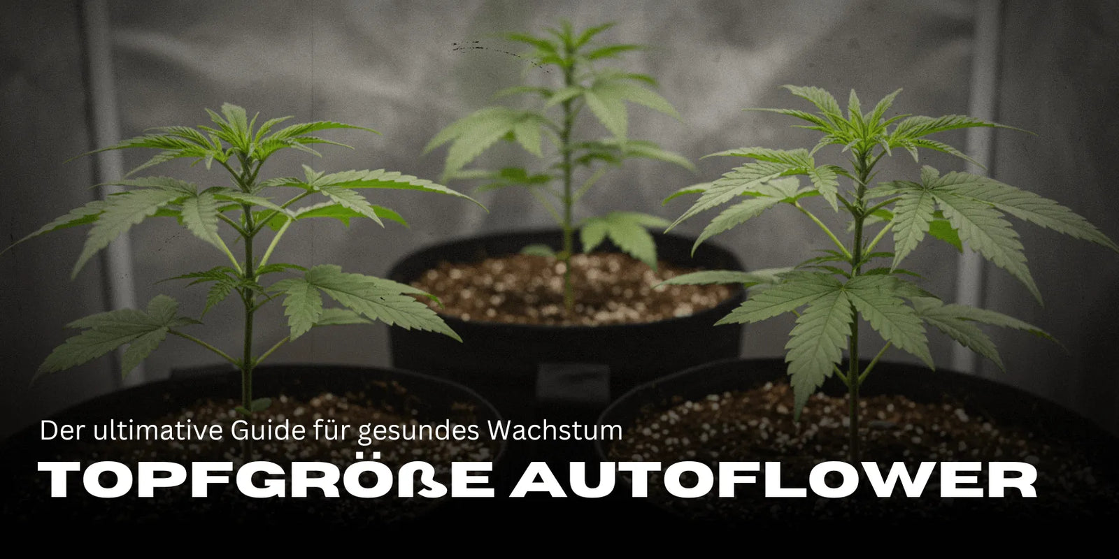 Drei Cannabis Stecklinge in großen Töpfen