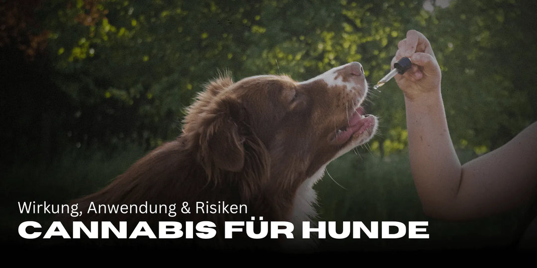 Cannabis für Hunde: Wirkung, Anwendung & Risiken 🌿🐶