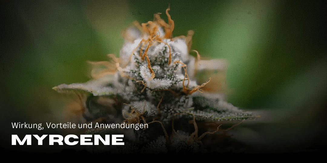 Myrcene: Wirkung, Vorteile und Anwendungen des Terpens