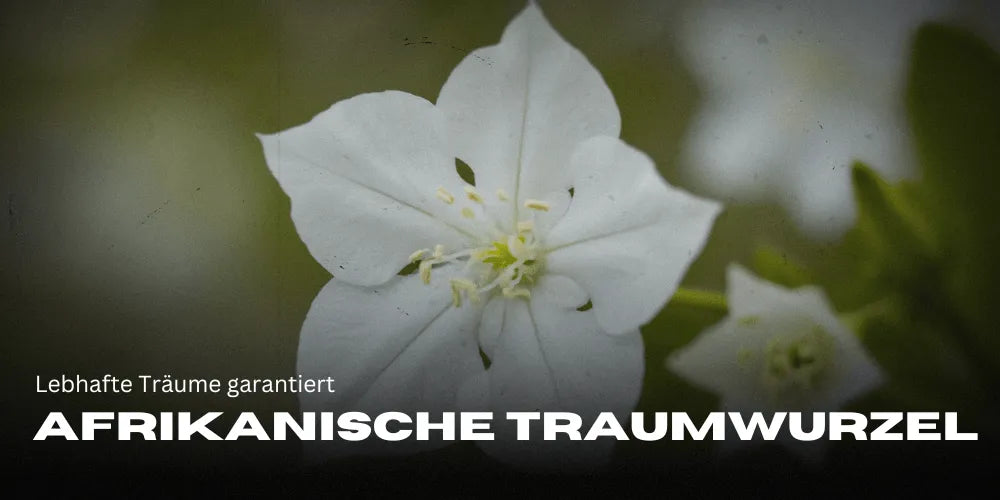 Afrikanische Traumwurzel: Lebhafte Träume garantiert 🌙