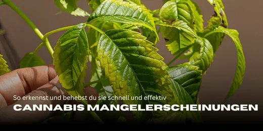 Cannabis Mangelerscheinungen: So erkennst und behebst du sie schnell und effektiv