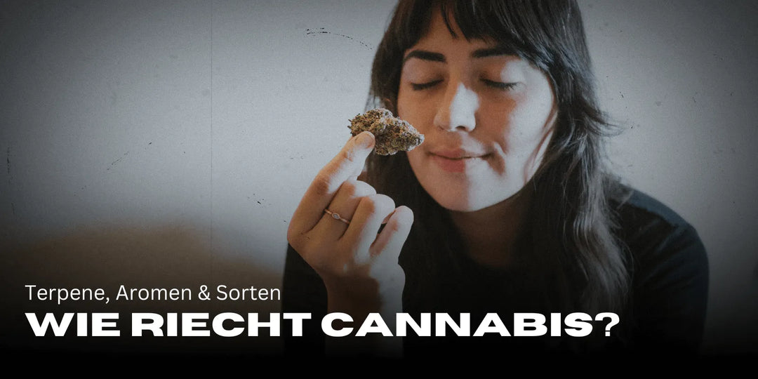 Wie riecht Cannabis? Terpene, Aromen & Sorten 🌿