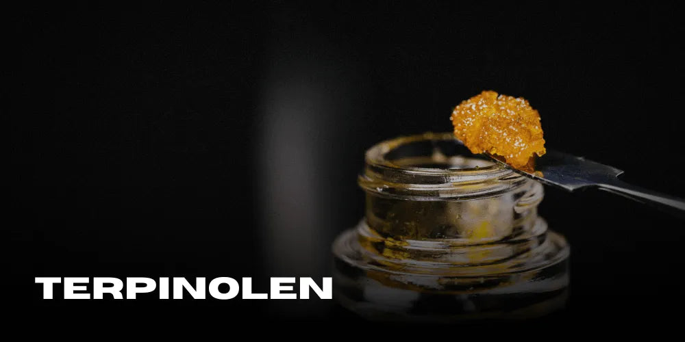 Terpinolen – Das geheimnisvolle Terpen mit antibakteriellen Eigenschaften