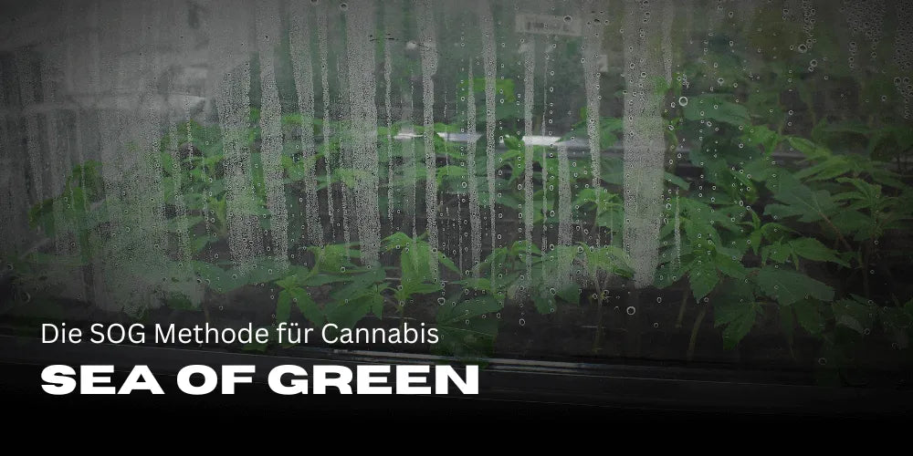 Sea of Green: Die SOG Methode für Cannabis