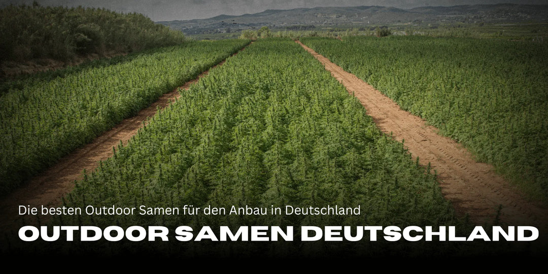 Die besten Outdoor Samen für Deutschland