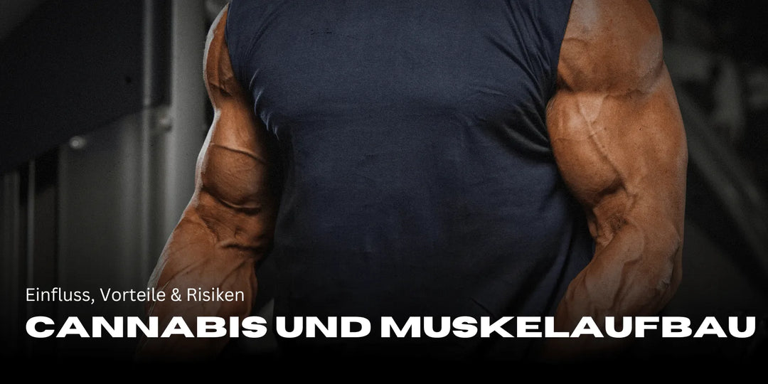 Cannabis und Muskelaufbau: Einfluss, Vorteile & Risiken