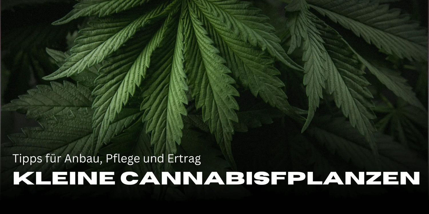 Kleine Cannabispflanzen: Tipps für Anbau, Pflege und Ertrag-Smagro GmbH