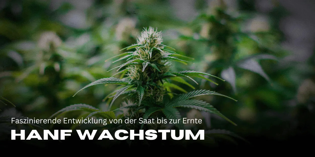 Hanf Wachstum im Zeitraffer