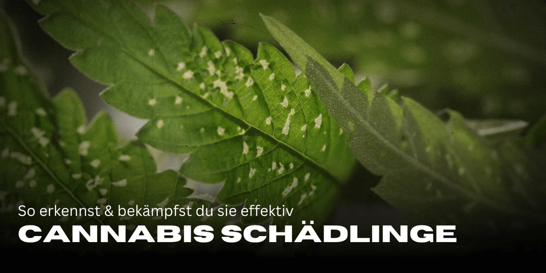 Cannabis Schädlinge: So erkennst & bekämpfst du sie effektiv