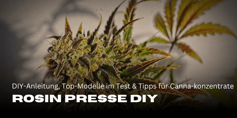Rosin Presse DIY: So machst du Cannabis-Konzentrate einfach selbst