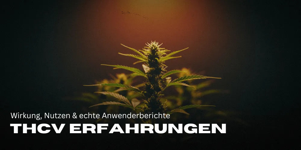 THCv Erfahrungen: Wirkung, Nutzen & echte Anwenderberichte