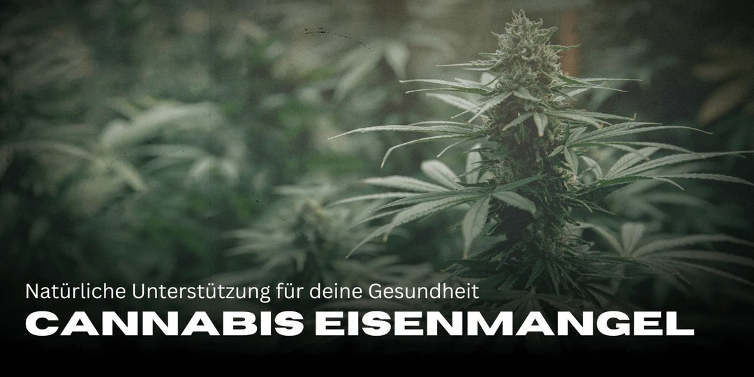 Cannabis bei Eisenmangel: Natürliche Unterstützung für deine Gesundheit