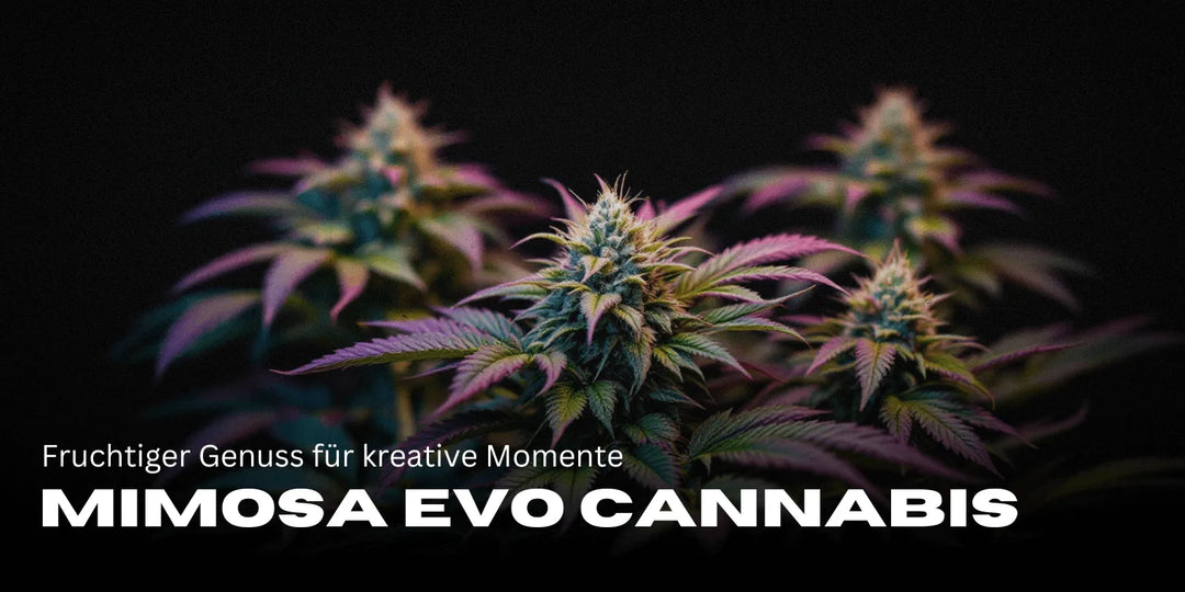 Mimosa Evo Cannabis: Fruchtiger Genuss für kreative Momente