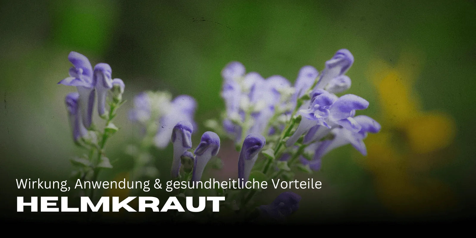 Helmkraut: Wirkung, Anwendung und gesundheitliche Vorteile