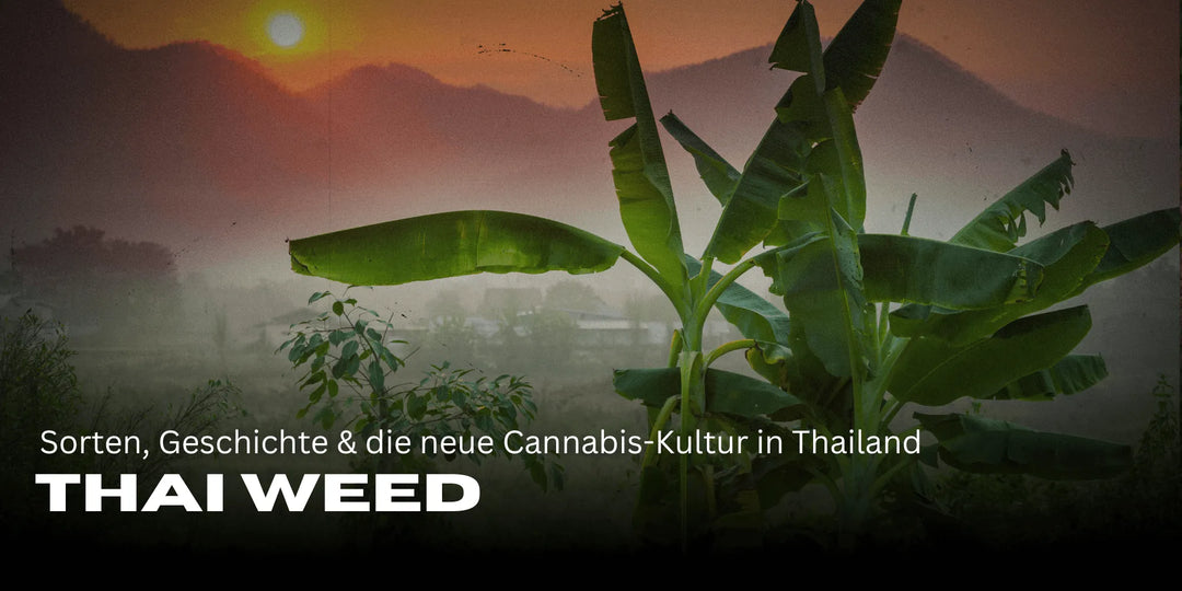 Thai Weed: Sorten, Geschichte & die neue Cannabis-Kultur in Thailand