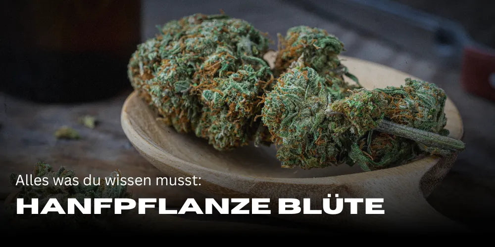 Hanfpflanze Blüte: Alles, was du wissen musst