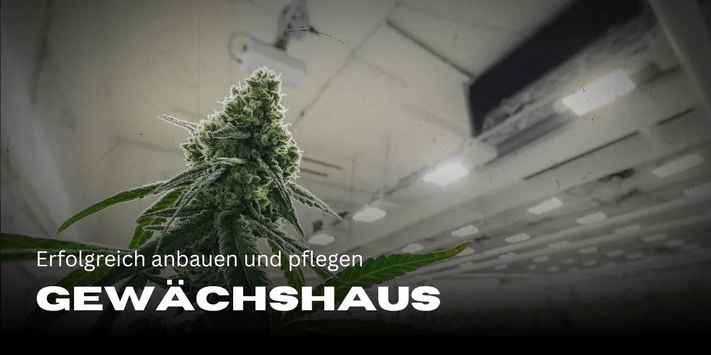 Cannabis im Gewächshaus: erfolgreich anbauen und pflegen