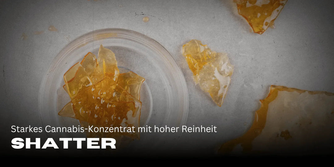 Shatter: Starkes Cannabis-Konzentrat mit hoher Reinheit