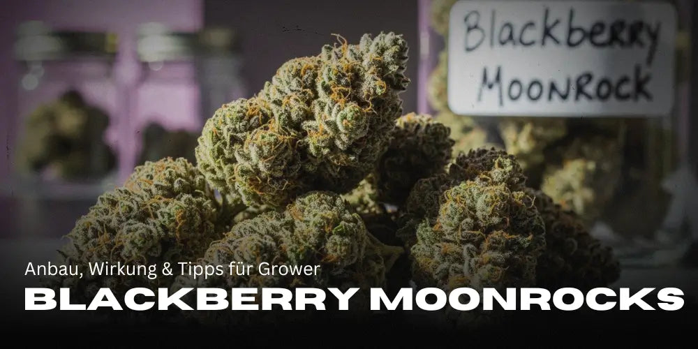 Blackberry Moonrocks: Eine Sorte mit Wumms – Anbau, Wirkung & Tipps für Grower