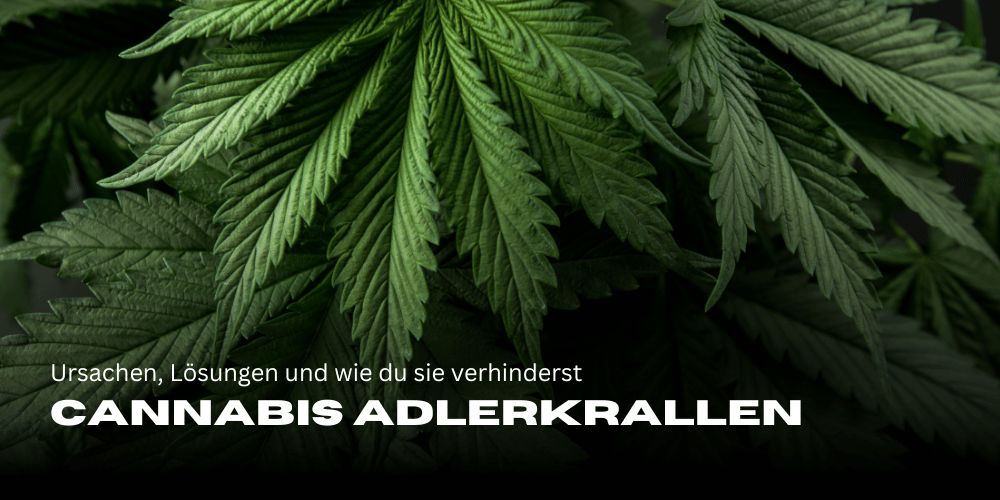 Cannabis Adlerkrallen: Ursachen, Lösungen und wie du sie verhinderst