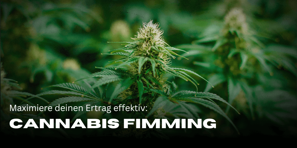 Cannabis Fimming: Maximiere deinen Ertrag effektiv