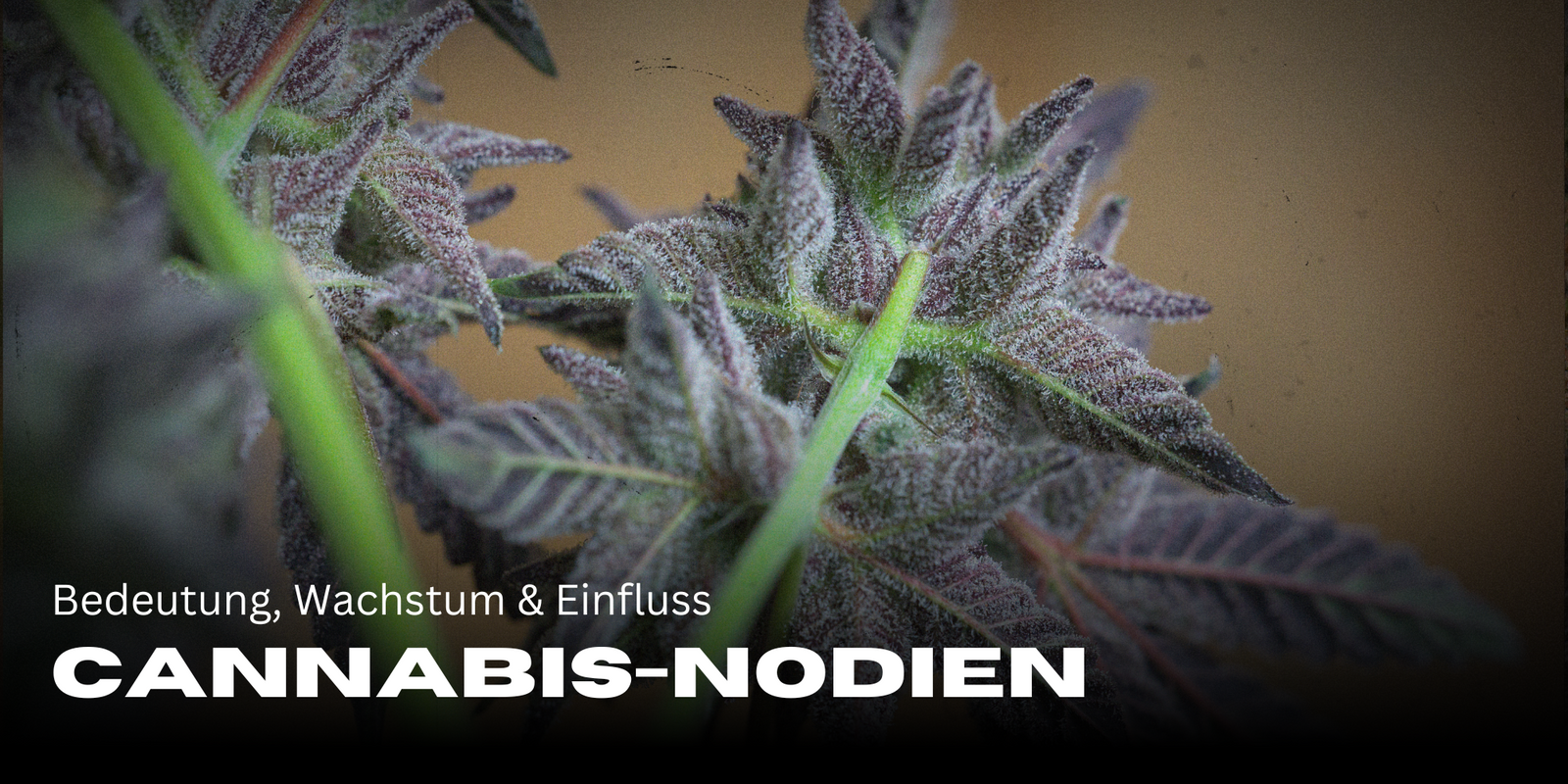 Cannabis-Nodien: Bedeutung, Wachstum & Einfluss