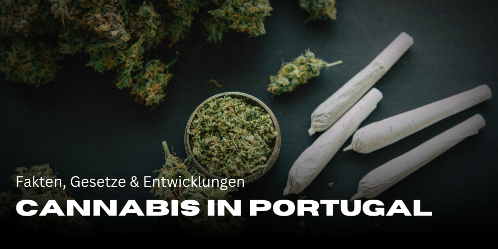 Cannabis in Portugal - Fakten, Gesetze & Entwicklungen