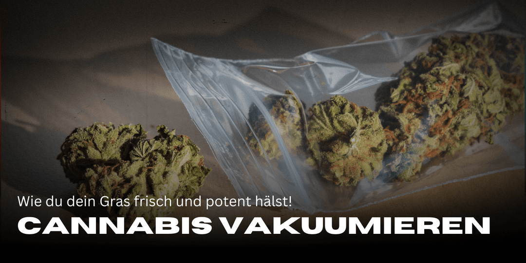 Vacuum cannabis: This keeps it fresh and potent for a long time