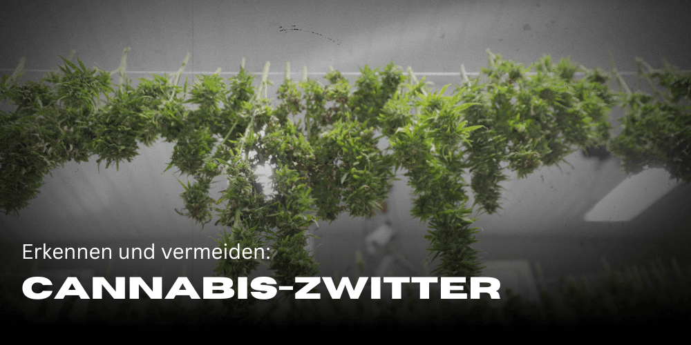 Cannabis-Zwitter erkennen und vermeiden: Tipps für den Anbau